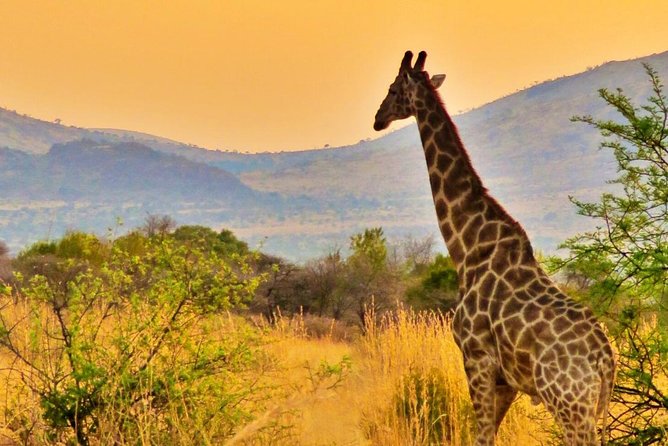 Full Day Ultimate Pilanesberg National Park Safari from Johannesburg or Pretoria - Practical advice for a smoother day