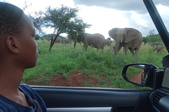 Full Day Ultimate Pilanesberg National Park Safari from Johannesburg or Pretoria - The morning drive gives you the best energy