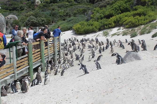 Full Day visit to Cape Point Cape of Good Hope for Special needs from Cape Town - Simon’s Town gives the drive a human story