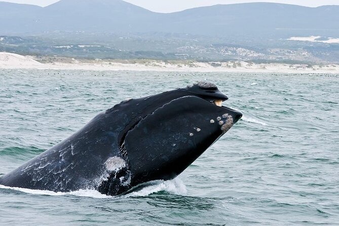 Full-Day Whale Watching and Wine Region Experience from Cape Town - Spier Wine Farm and the Chocolate Pairing