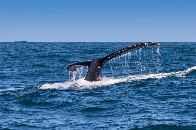 Full-Day Whale Watching and Wine Region Experience from Cape Town - Hermanus and the Two to Three Hour Boat Trip