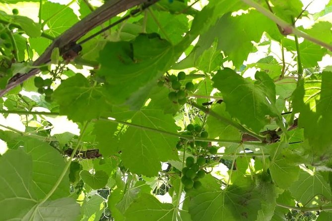 Full Day Wine Tasting in Stellenbosch, Franschoek & Paarl fees included - Three Cape Winelands districts in a single outing