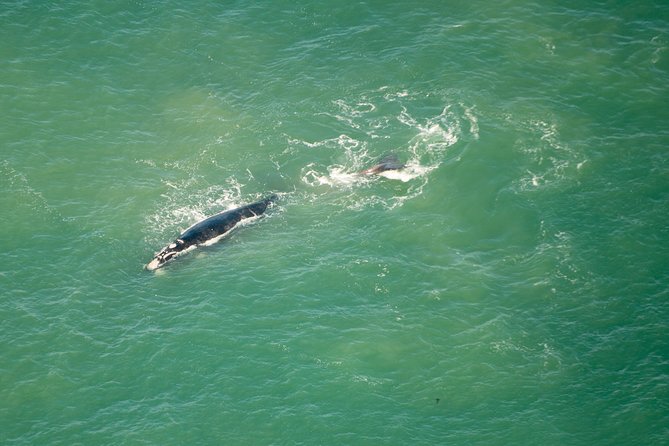 Full Peninsula Scenic Helicopter Flight with Free Boat Cruise - Is $531.14 per person good value?