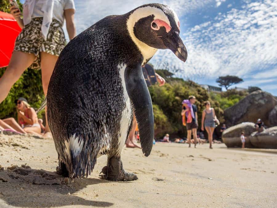Fully Day Cape Of Good Hope, Penguins, Bo Kaap , Seals Tour - Hout Bay and Duiker Island add seals to the wildlife list