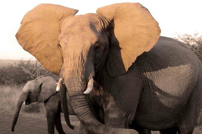 Fully inclusive Pilanesberg safari from Johannesburg - Key points before you book