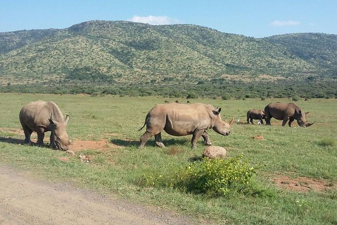 Fully inclusive Pilanesberg safari from Johannesburg - The 6:00 am pickup from Johannesburg