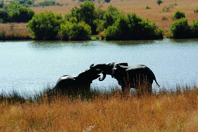 Fully inclusive Pilanesberg safari from Johannesburg - Is $230.87 a fair price?
