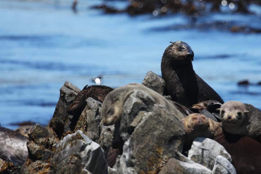 Gansbaai and Big 5 Sea Safari Full-Day Tour from Cape Town - Two hours on Walker Bay searching for the Big 5