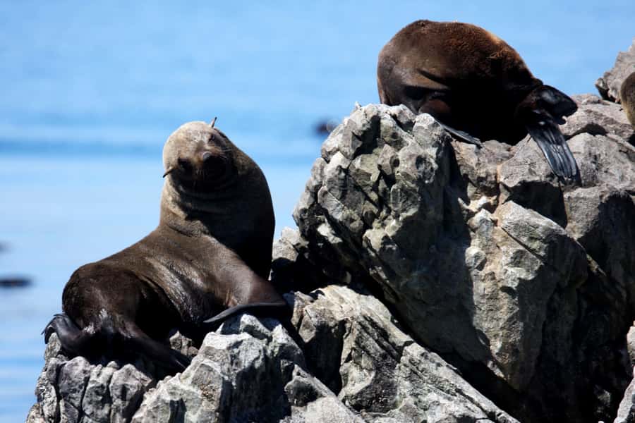 Gansbaai and Big 5 Sea Safari Full-Day Tour from Cape Town - What wildlife sightings are really worth expecting