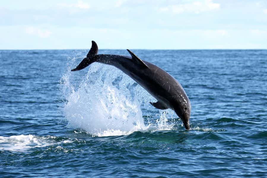 Gansbaai and Big 5 Sea Safari Full-Day Tour from Cape Town - Weather, timing, and what to pack