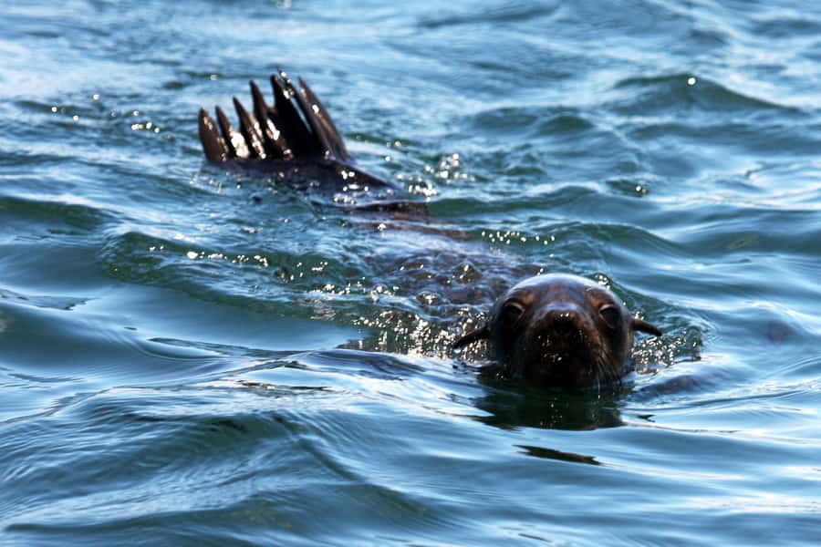 Gansbaai and Big 5 Sea Safari Full-Day Tour from Cape Town - Who will enjoy this full-day outing?