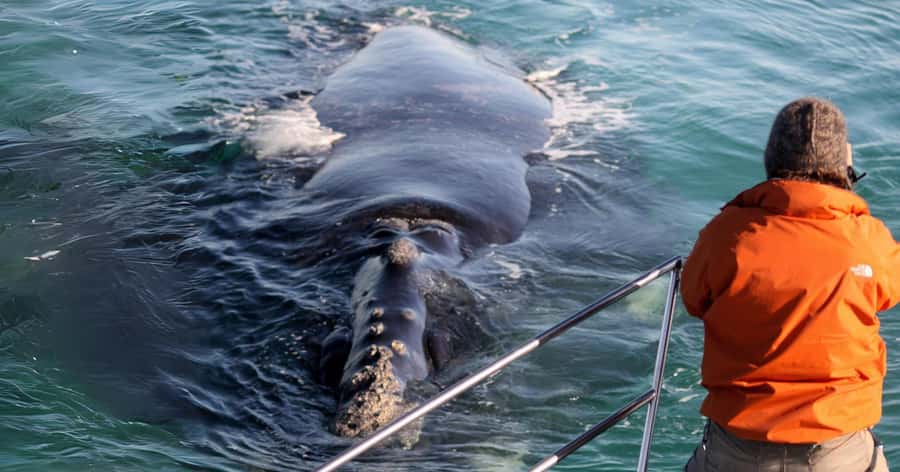 Gansbaai: Marine Big 5 Boat tour - Key points before you book