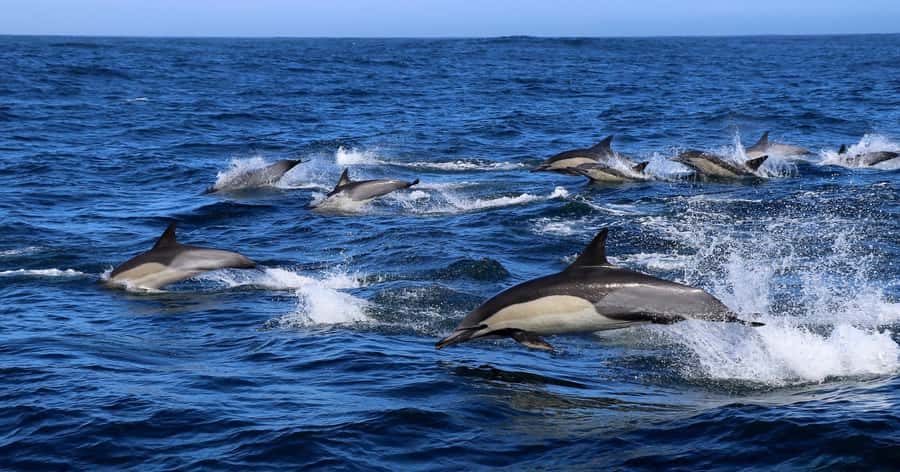 Gansbaai: Marine Big 5 Boat tour - What you might see in each season
