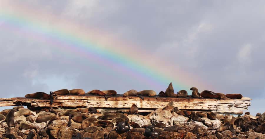 Gansbaai: Marine Big 5 Boat tour - A marine biologist adds meaning to the sightings