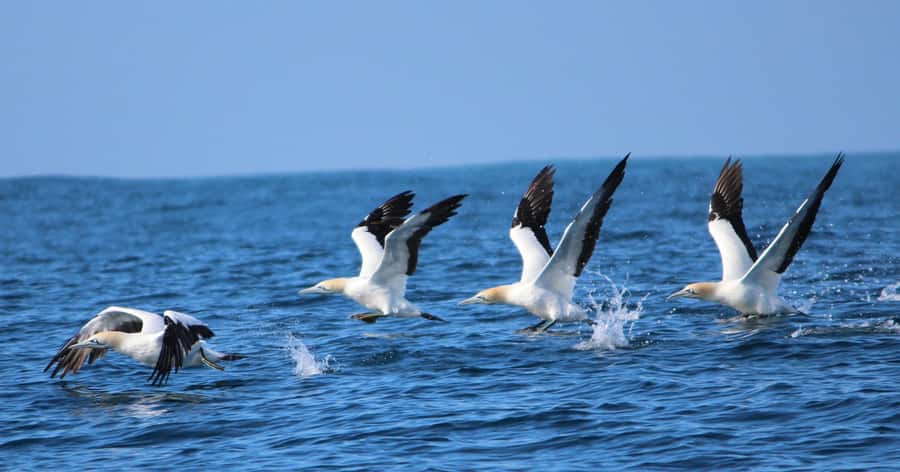 Gansbaai: Marine Big 5 Boat tour - Warm clothing is not optional