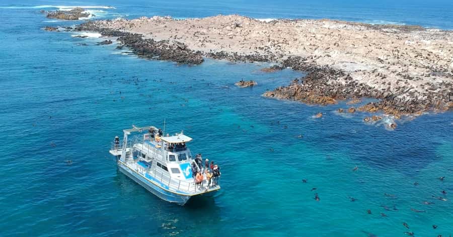 Gansbaai: Marine Big 5 Boat tour - The Cape Town transfer and penguin sanctuary option