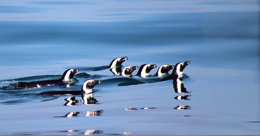 Gansbaai: Marine Big 5 Boat tour - Is $155 good value?