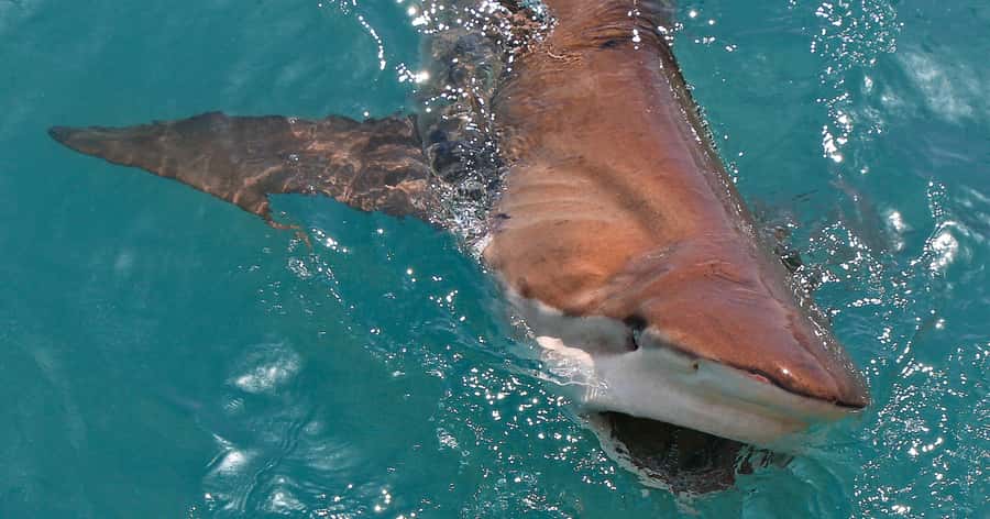 Gansbaai: Marine Big 5 Boat tour - Who will enjoy this most?
