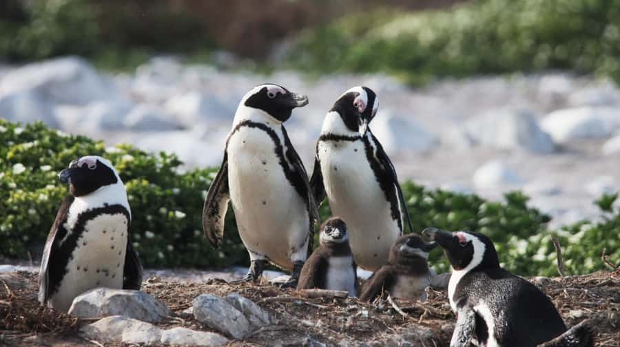 Gansbaai: Marine Big 5 Boat tour - A two-hour boat search around Dyer Island
