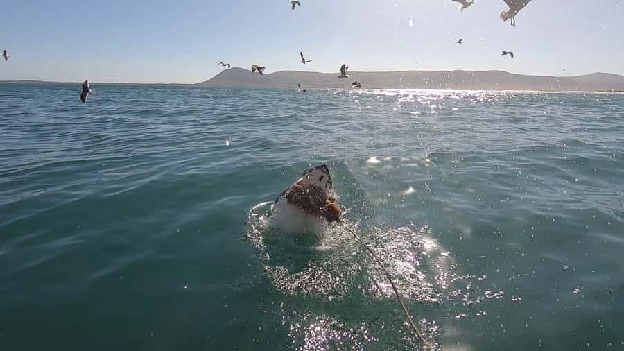 Gansbaai: Shark Cage Diving and Shark Viewing Boat Trip - Five useful facts before you book