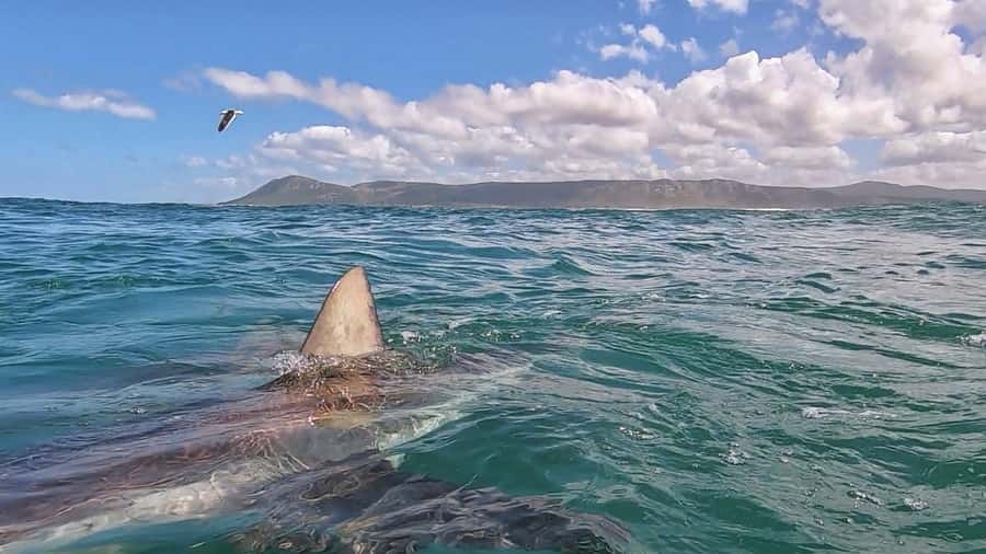 Gansbaai: Shark Cage Diving and Shark Viewing Boat Trip - What to pack for a cold-water morning