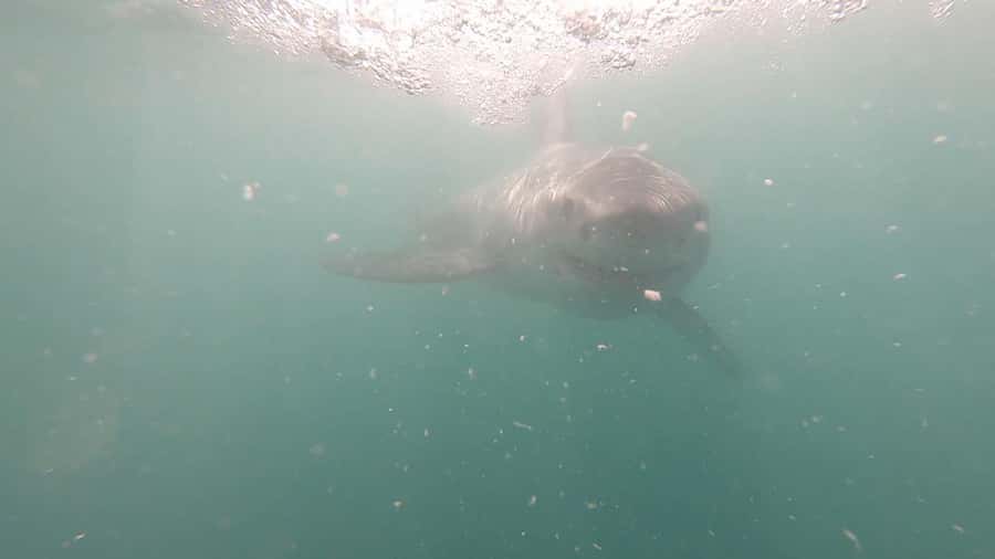 Gansbaai: Shark Cage Diving and Shark Viewing Boat Trip - Heading toward Dyer Island