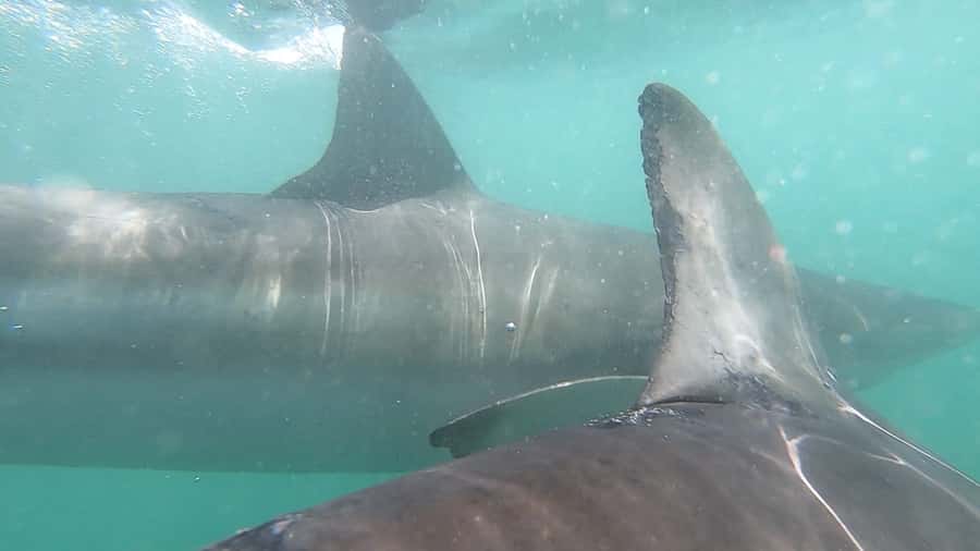 Gansbaai: Shark Cage Diving and Shark Viewing Boat Trip - Choosing the cage or staying on deck
