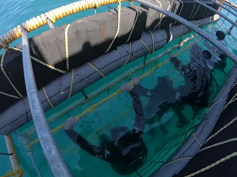 Gansbaai: Shark Cage Diving and Shark Viewing Boat Trip - What the three-hour outing includes