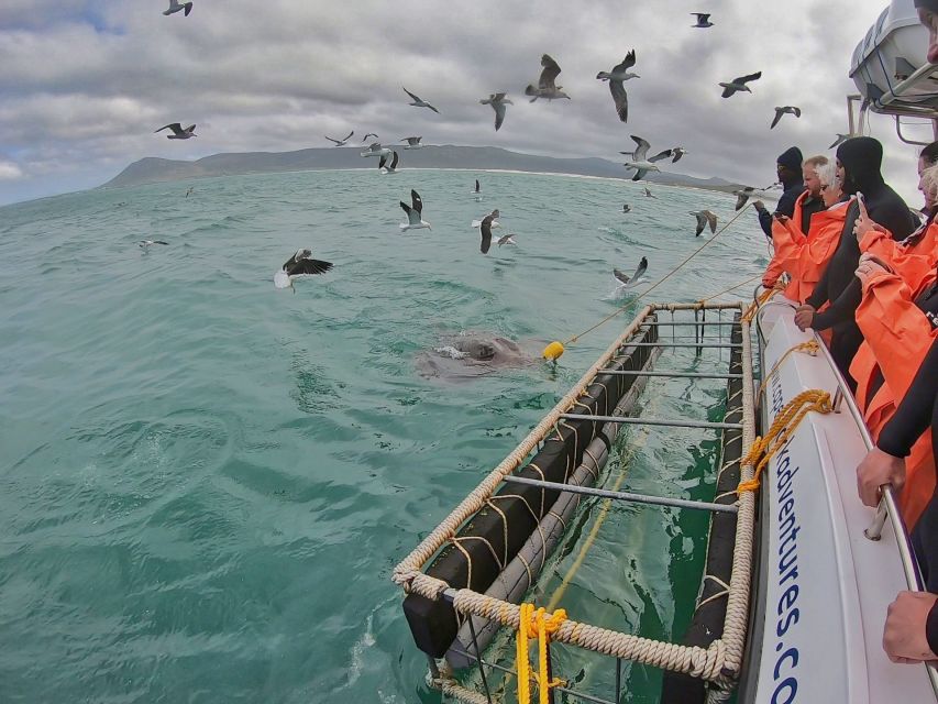 Gansbaai: Shark Cage Diving and Shark Viewing Boat Trip - The return to shore is unusually well handled