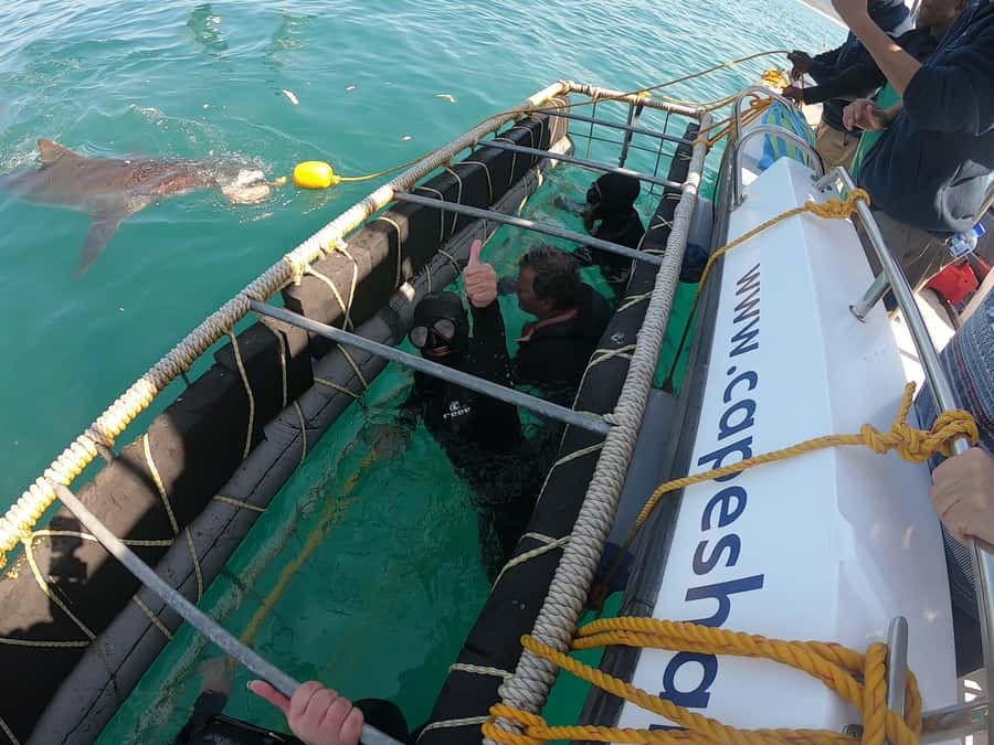 Gansbaai: Shark Cage Diving and Shark Viewing Boat Trip - The crew makes the difference