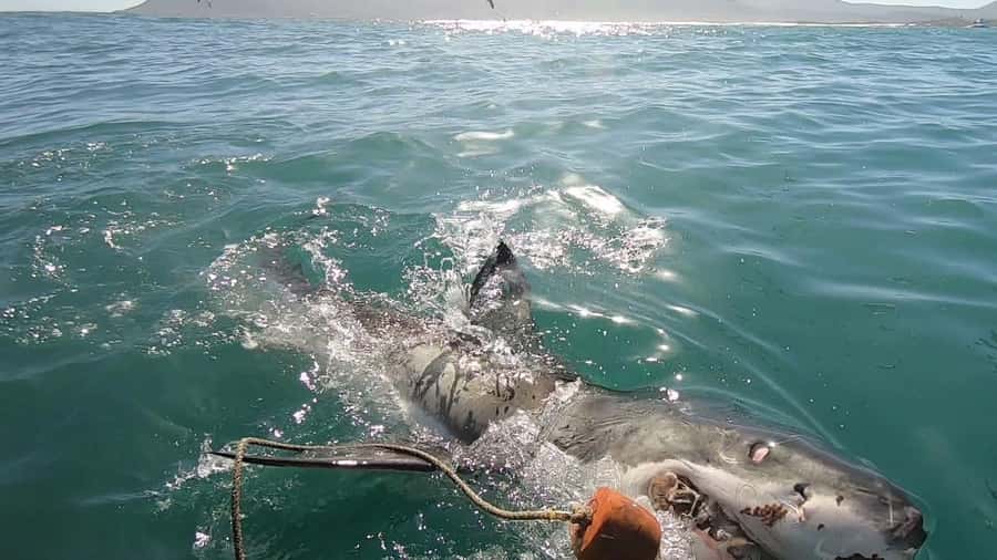 Gansbaai: Shark Cage Diving and Shark Viewing Boat Trip - The safety briefing sets the tone