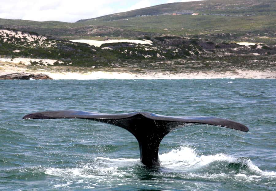 Gansbaai: Shark Dive & Whale Watching Combo Boat Trip - What the cage experience is really like
