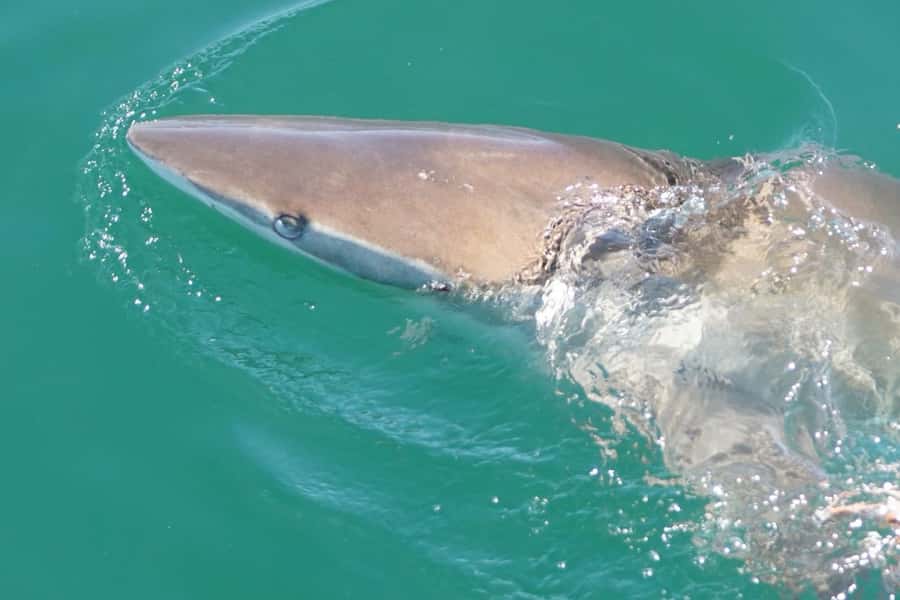 Gansbaai: Shark Dive & Whale Watching Combo Boat Trip - Whale watching from Gansbaai