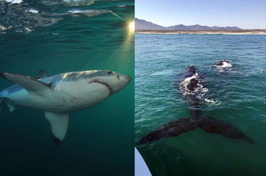 Gansbaai: Shark Dive & Whale Watching Combo Boat Trip - Why the combo can be good value