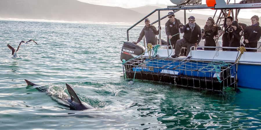 Gansbaai: Shark Dive & Whale Watching Combo Boat Trip - Weather, cancellations, and wildlife odds