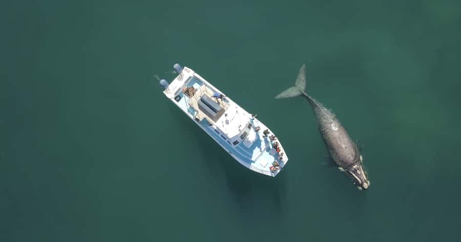 Gansbaai: Shark Dive & Whale Watching Combo Boat Trip - Who will enjoy this most?