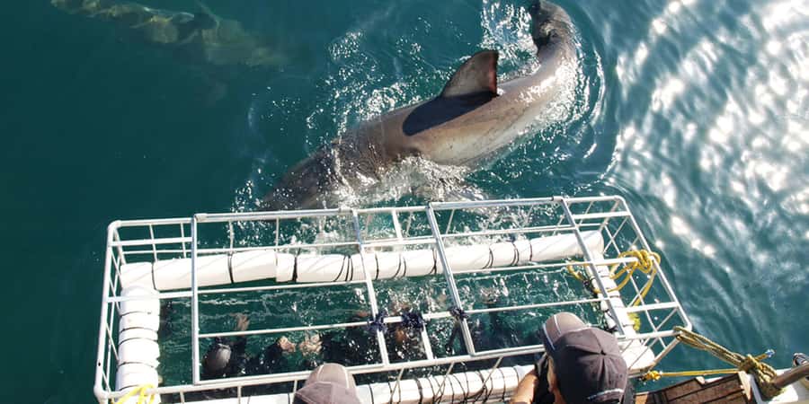 Gansbaai: Shark Dive & Whale Watching Combo Boat Trip - Morning at Kleinbaai Harbour
