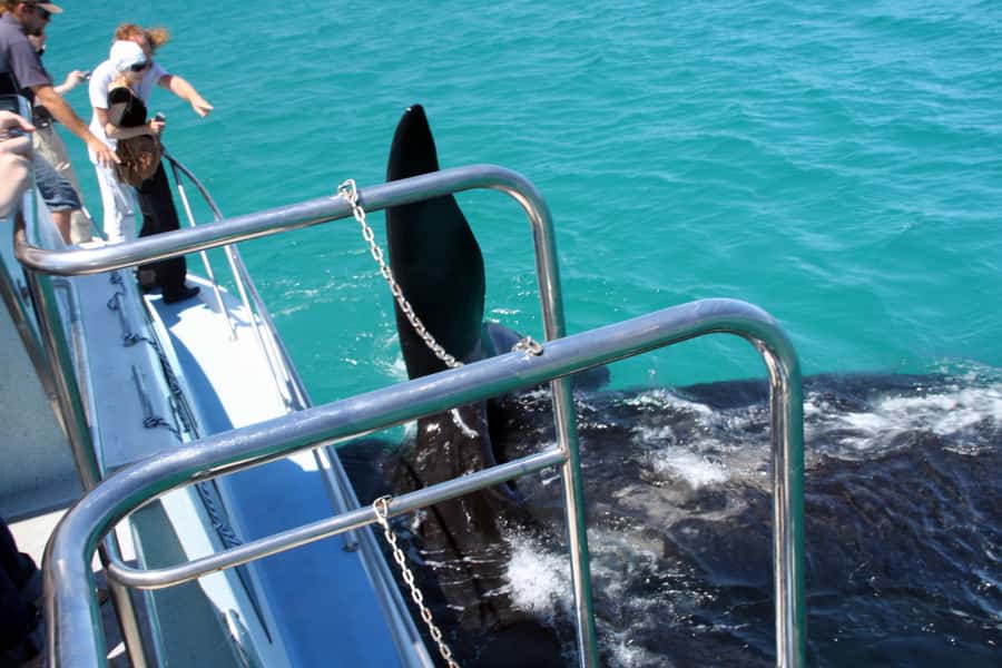 Gansbaai: Whale Watching Trip by Boat - Key points at a glance