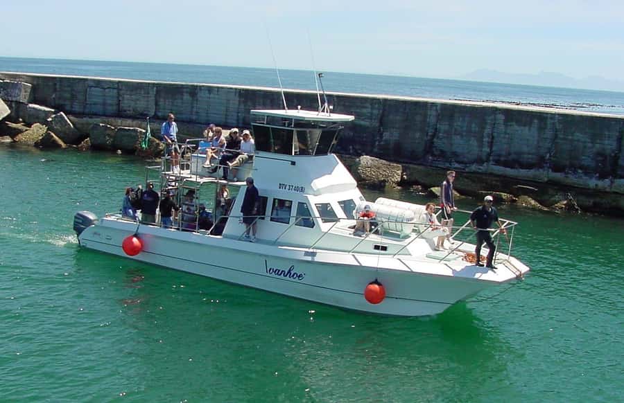 Gansbaai: Whale Watching Trip by Boat - What you might see beyond Southern Right Whales