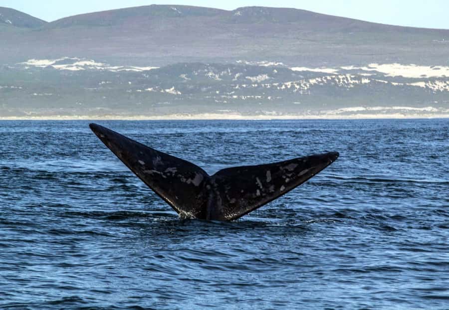 Gansbaai: Whale Watching Trip by Boat - The guide, safety, and viewing setup