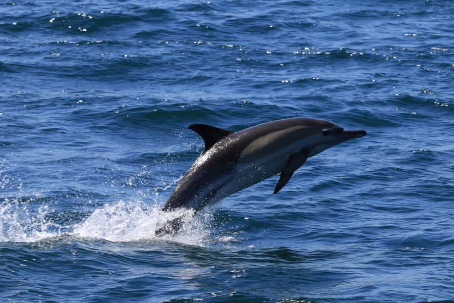 Gansbaai: Whale Watching Trip by Boat - Why warm clothing matters on a two-hour boat