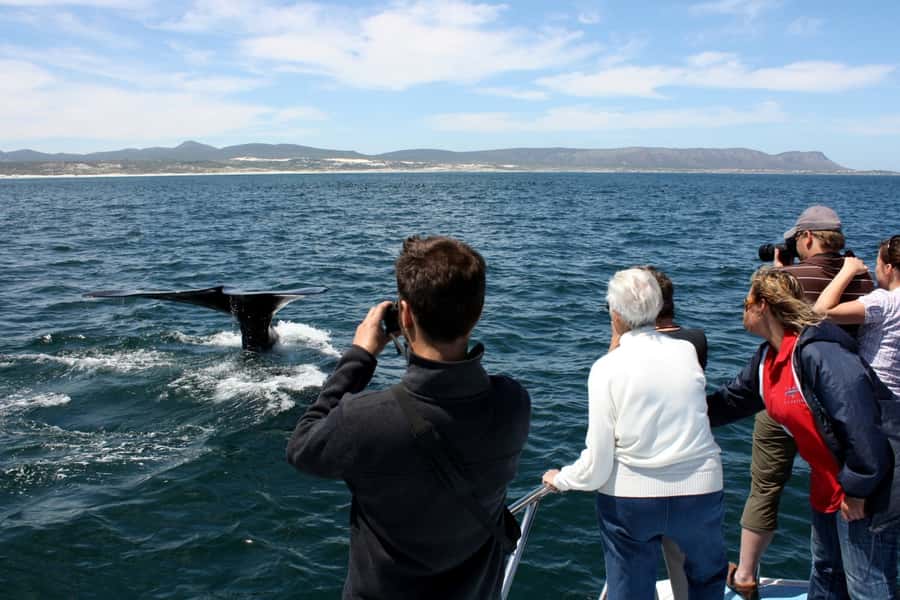 Gansbaai: Whale Watching Trip by Boat - Is $146 a fair price for two hours?