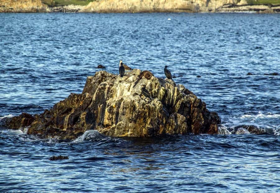 Gansbaai: Whale Watching Trip by Boat - FAQ