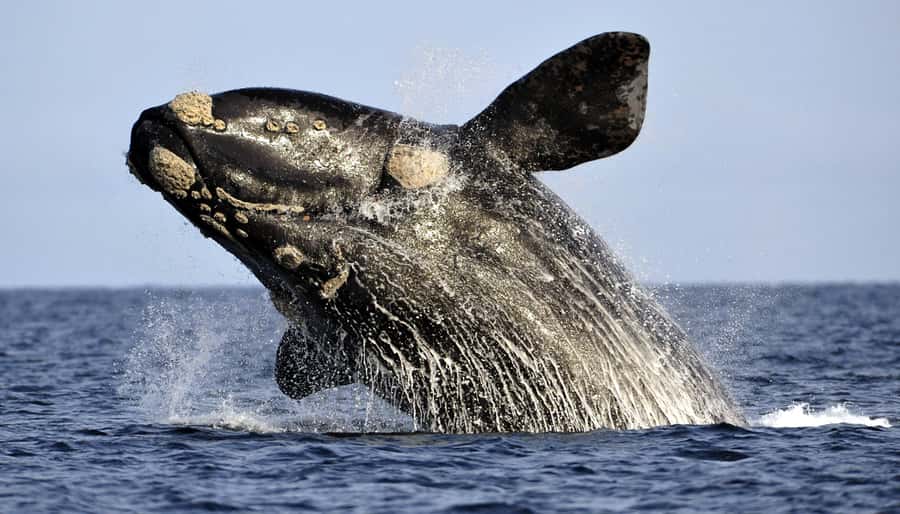 Gansbaai: Whale Watching Trip by Boat - Cruising beneath the cliffs of De Kelders