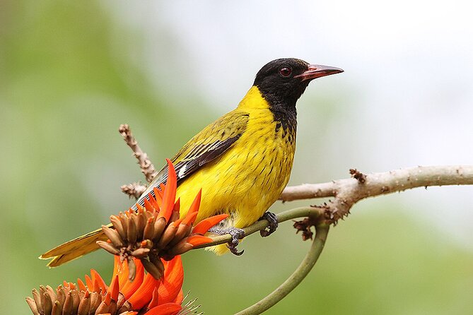 Garden Route 5 Day Hiking & Safari Adventure from Cape Town - Day 4: Cape Agulhas and the Whale Coast