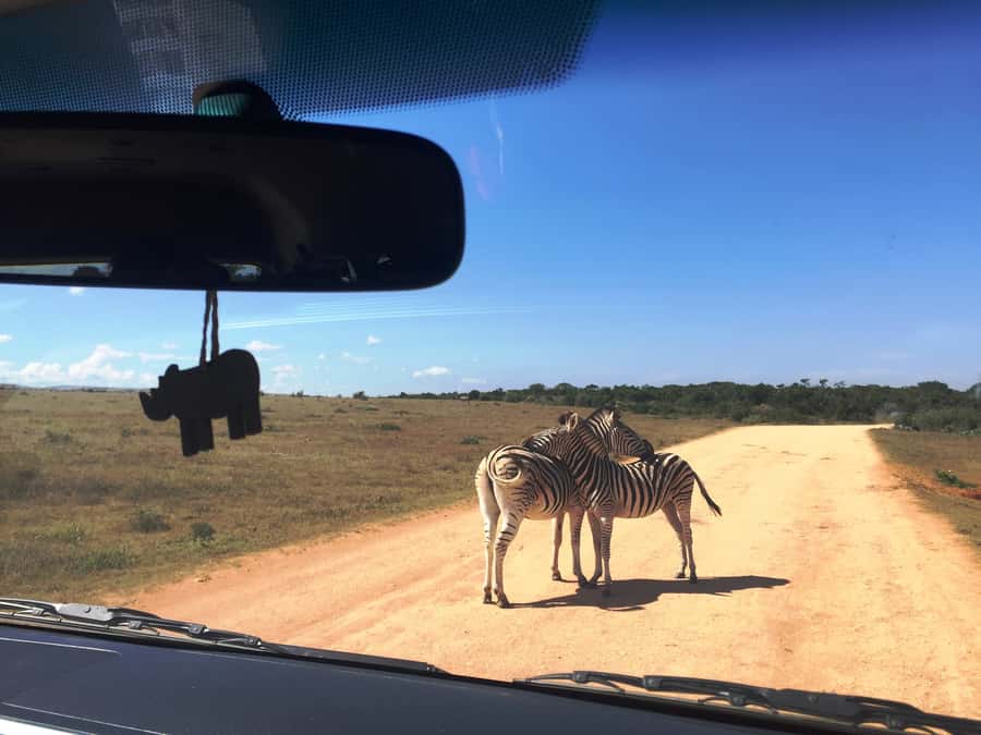 Garden Route and Addo Elephant National Park: 5-Day Safari - Day 4: Knysna, Bloukrans, and Tsitsikamma