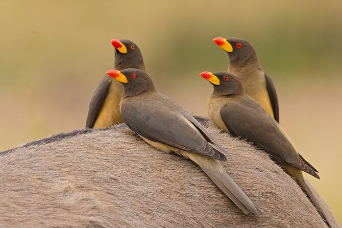 Garden Route and Addo National Park 4 Day Safari - Should you book the Garden Route and Addo safari?