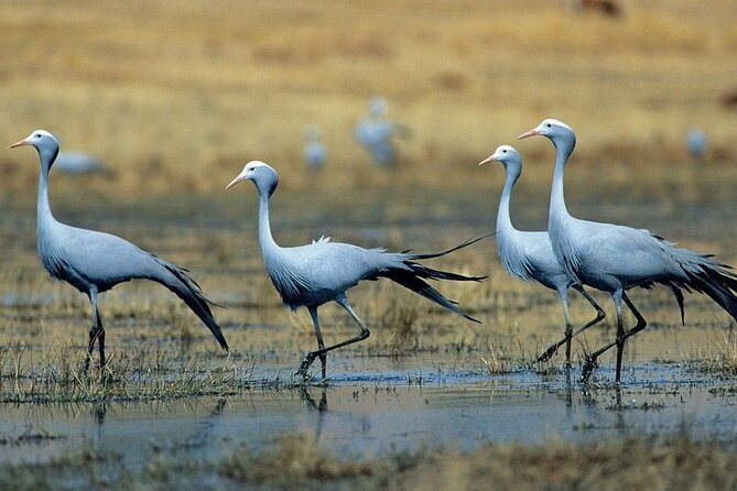 Garden Route & Botlierskop G Reserve 5 Day Safari from Cape Town - Sunset on Knysna Lagoon, with an extra charge