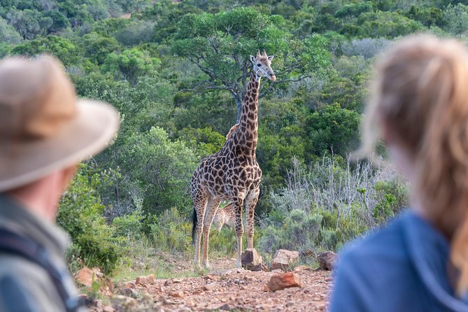 Giraffe Tracking 4x4 Safaris - How the Two-Hour Timing Works