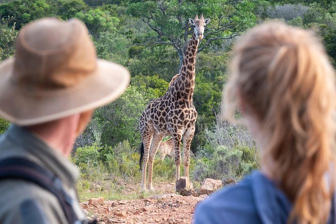 Giraffe Tracking 4x4 Safaris - Price, Weather, and Cancellation